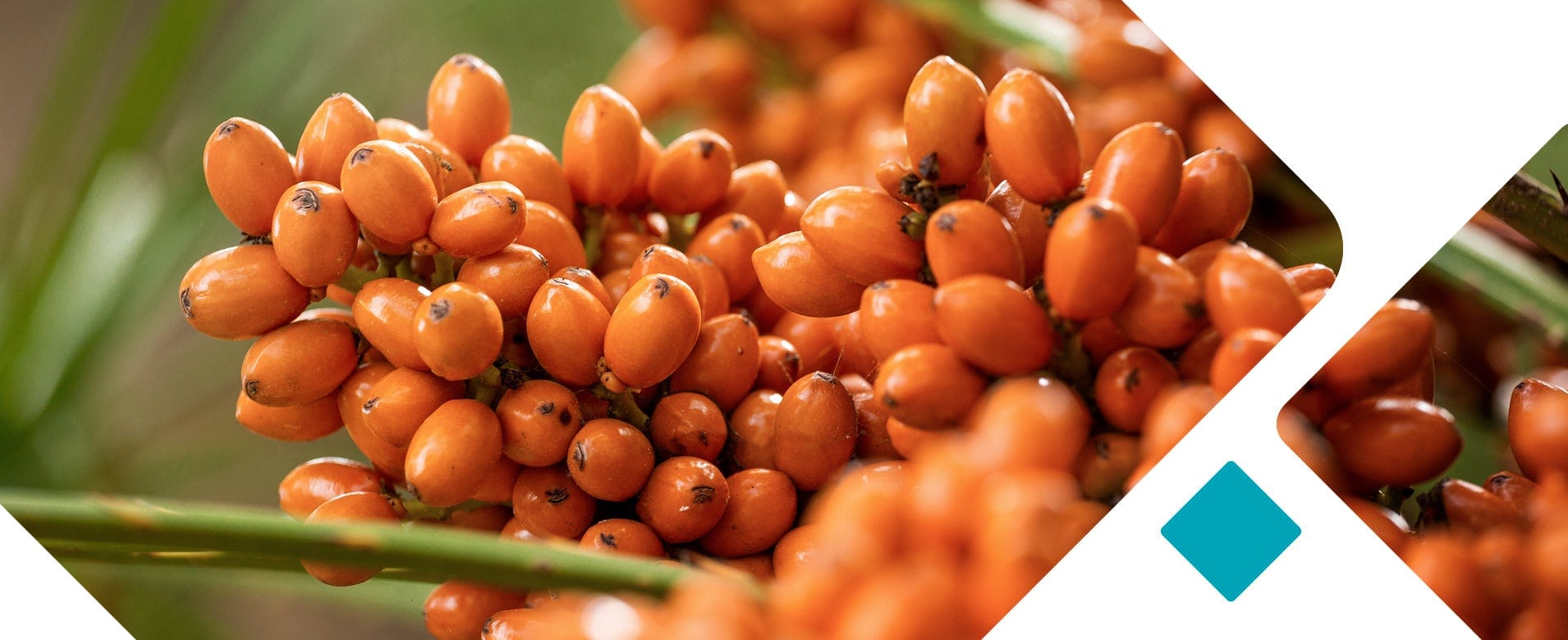 fm_buehnenheader_tocopherole